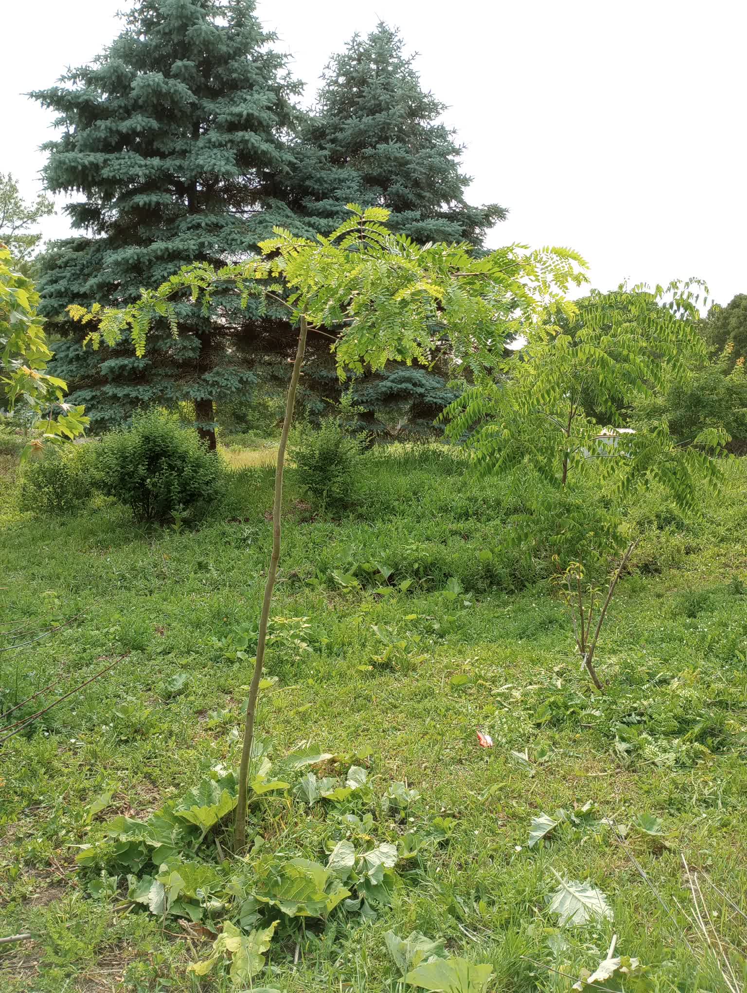 honey-locust-pollard.jpg