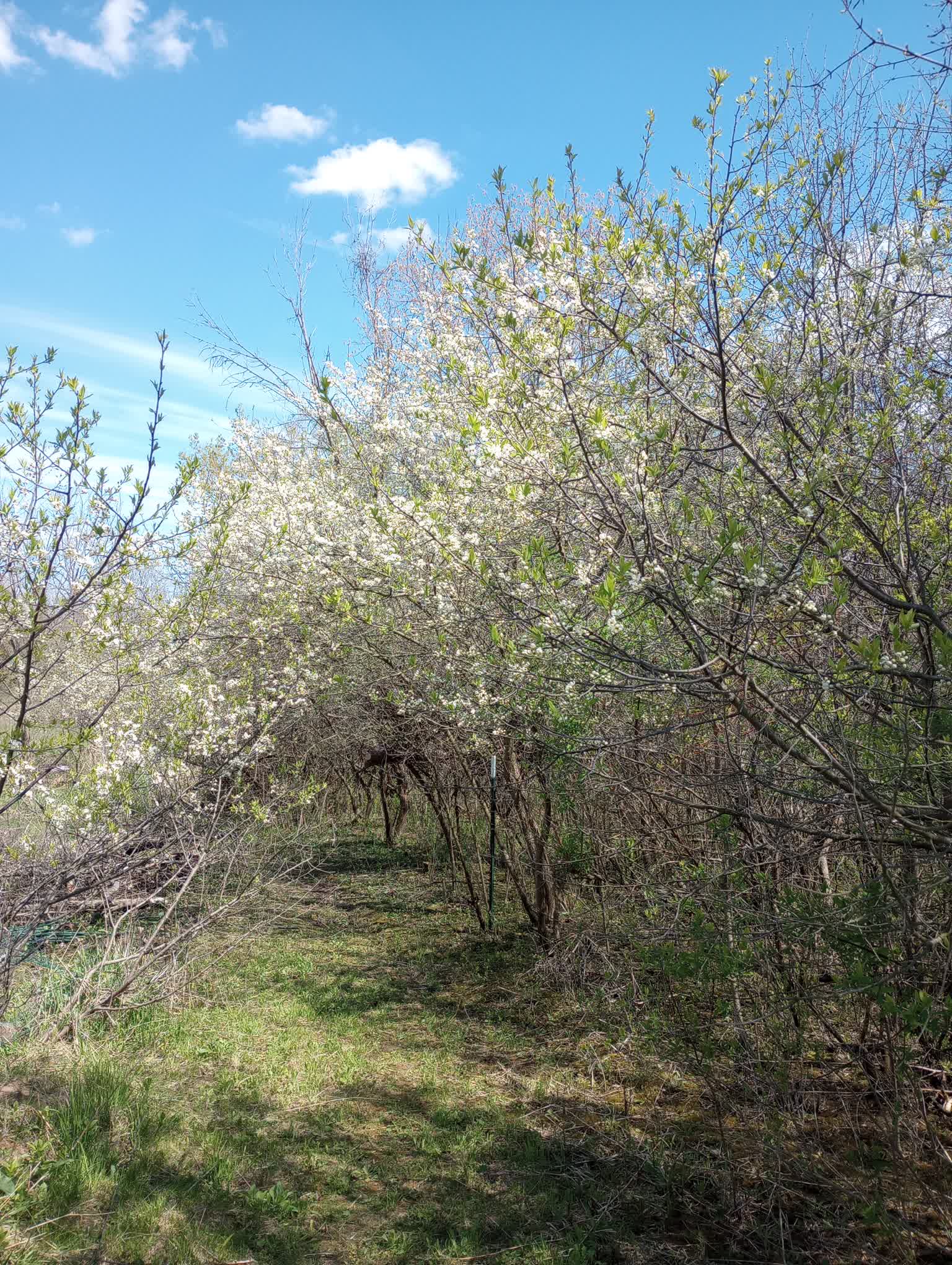 wild-plums-bloom.jpg